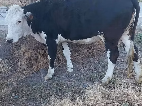 Cow, Holstein breed