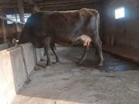 ላም, Cattle — ፎቶ 1