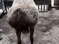 Koç, Arashan sheep — foto 3