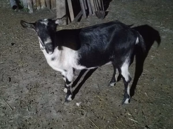 Mbuzi jike, Alpine goat — Kazakistani