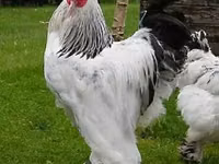 găini Shamo — foto 2
