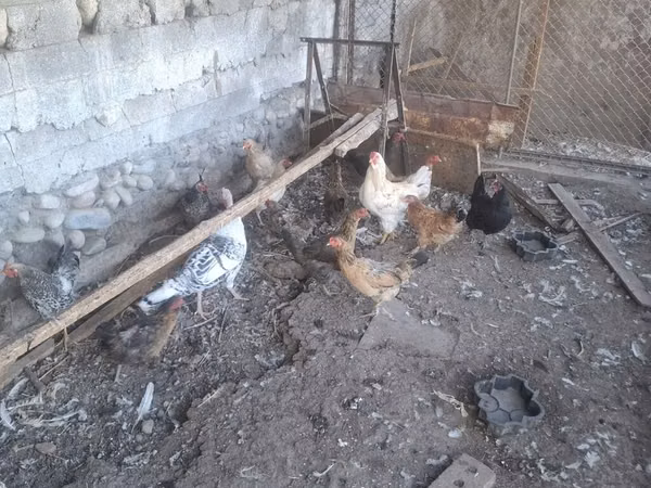 Chickens — Kyrgyzstan