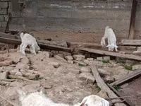 Ziegenbock, Ziegen — Foto 1