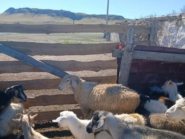 Ram, Sheep — Kazakhstan