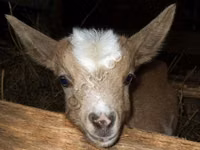 تيس, Kamori goats — الصورة 2