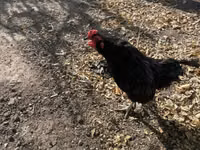Ameraucana — foto 5