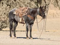 Koń, Quarter Horse — zdjęcie 4