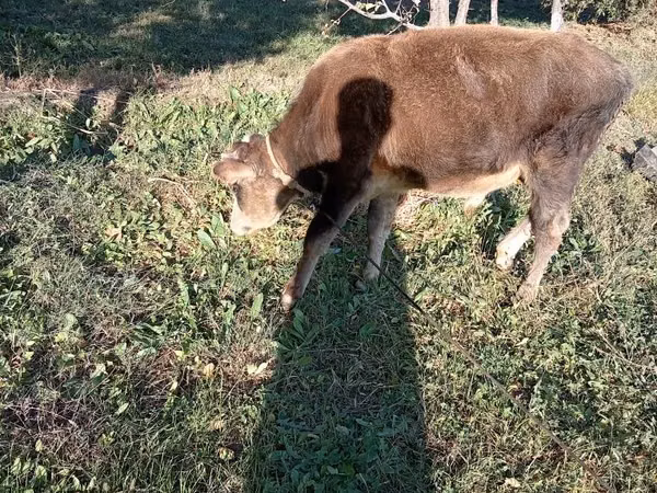 Kozel, Kozy