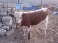 Cattle (batch, sex not specified), Kazakh White-headed cow — photo 2