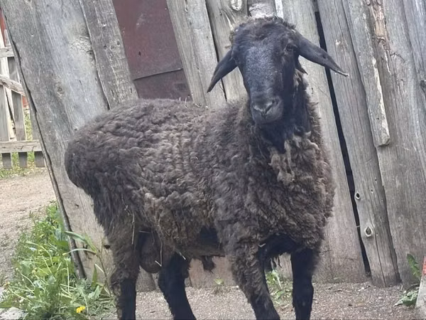 Ram, Sheep — Kazakhstan