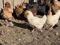Chickens — عکس 2