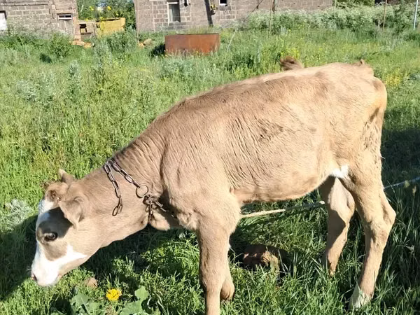 Bik, Swiss cattle — Јерменија