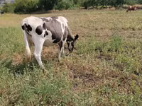 Vache, Race Holstein — photo 2