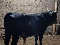 Bull, Cattle — photo 3
