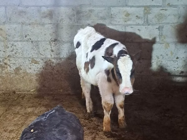 Bull, Simmental cattle — Kyrgyzstan
