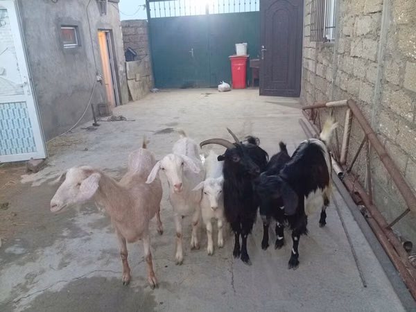 Capra, Capre — Azerbaigian