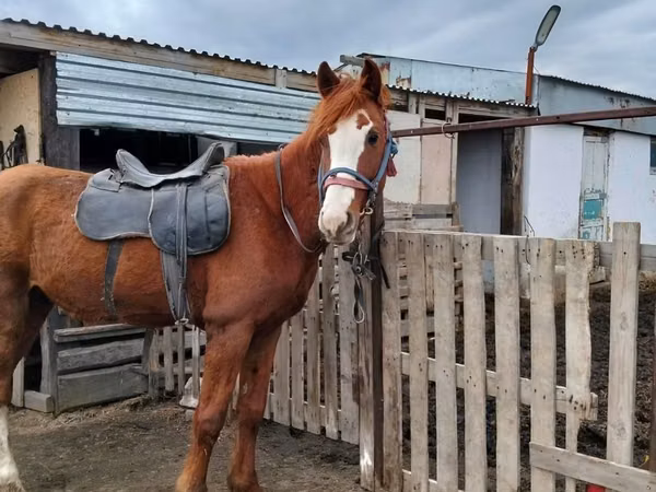 ፈረስ, Horses — ካዛኪስታን