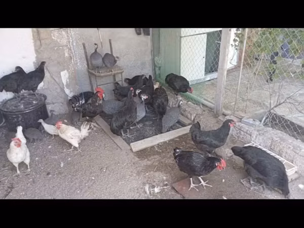 استرالیایی پیت گیم فاول