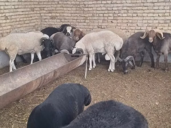 Ram, Sheep