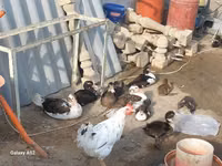 Chickens — عکس 8