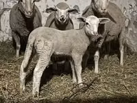 Sheep, Sheep — photo 2