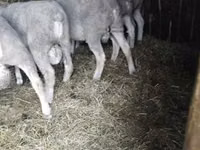 قوچ, Ile-de-France sheep — عکس 5