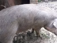 خوک ماده — عکس 1