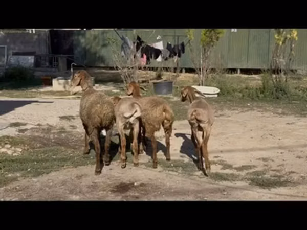 Πρόβατο, Arashan sheep — Κιργιστάν