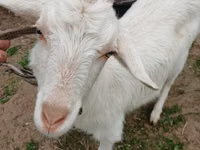 Goat, Goats — photo 3