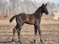 Жребец, Trakehner — снимка 1