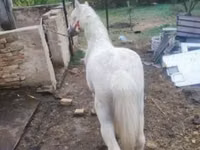 Hingst, Hästar — foto 1