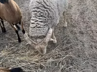 ஆண் ஆடு, Merino sheep — புகைப்படம் 2