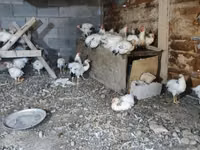 Chickens — sawirka 1
