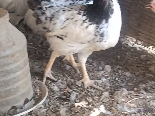 Chickens — Azerbaijan