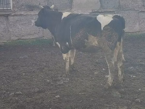 Bull, Swiss cattle — Kazakhstan
