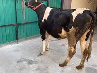 Ko, Holsteinrasen — foto 6