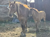 Mare, Horses — photo 2