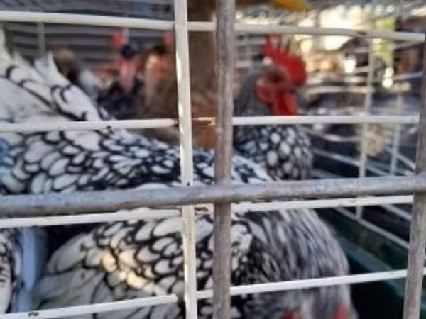 Chickens — Hungary