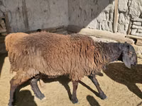 ஆண் ஆடு, ஆடுகள் — புகைப்படம் 4