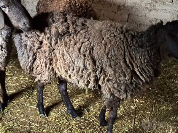 Ram, Rhon sheep