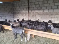 میش, گوسفند — عکس 2
