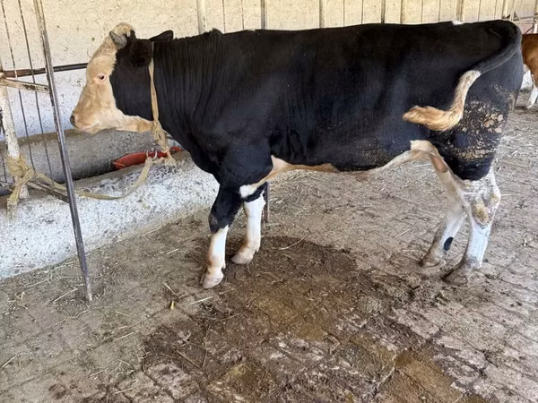Bull, Russian Black pied cattle