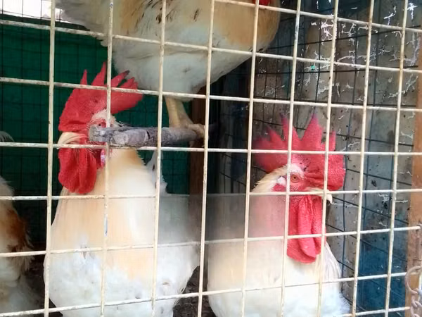 Chickens — ঘানা