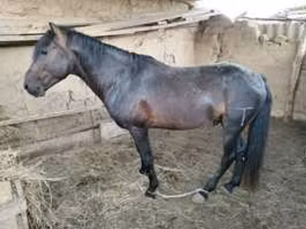 Horse (M), Horses — Kazakhstan