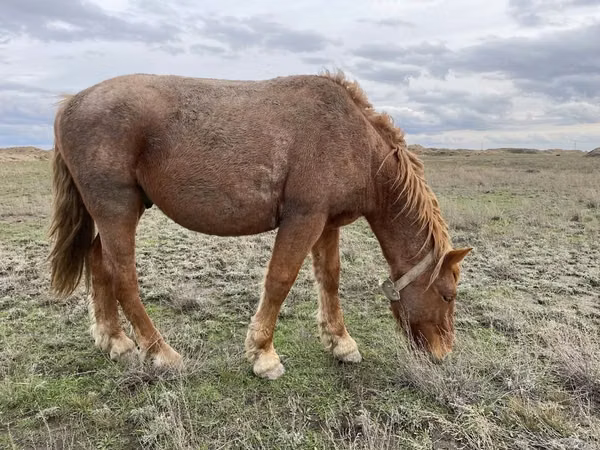 Horse (M), Soviet Heavy draft — Kazakhstan