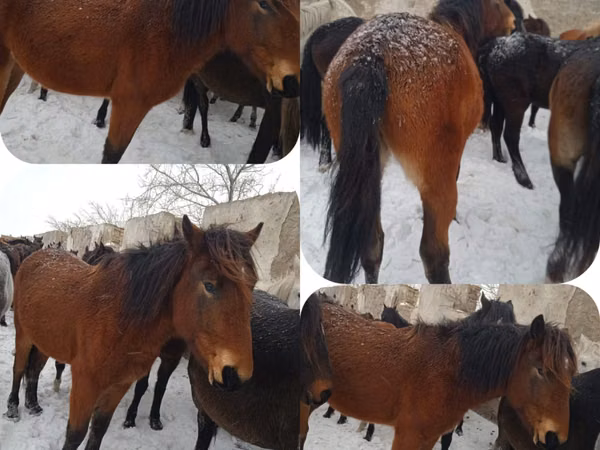 Horse (M), Horses — Kazakhstan