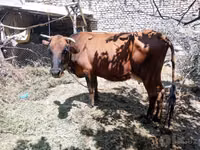 গাভী, গরু — ছবি 2