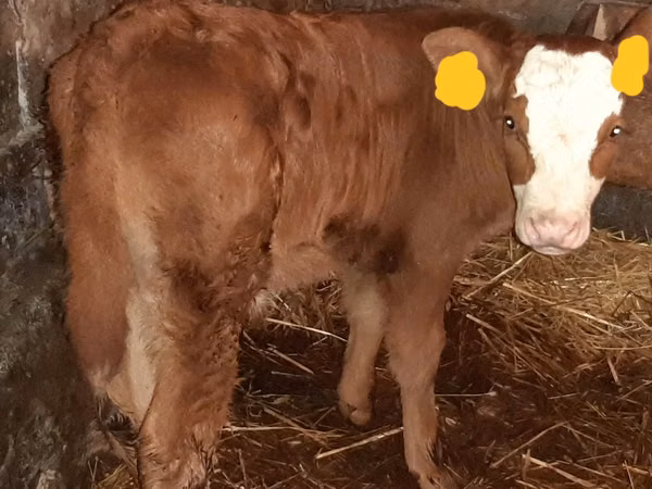 Cattle (batch, sex not specified), Hereford