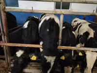 Bull, Cattle — photo 4