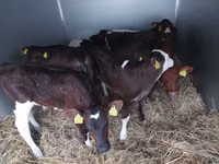 Бух, Simmental cattle — 1 зураг